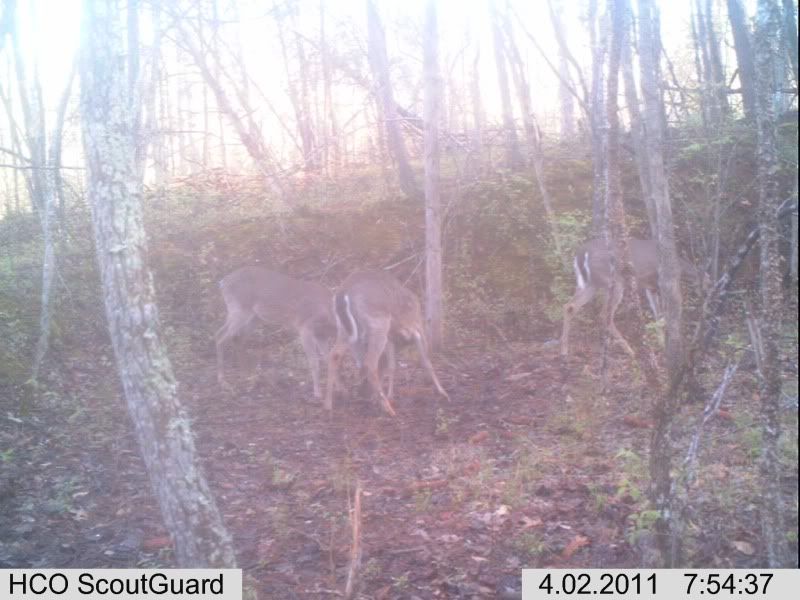 trailcam106.jpg