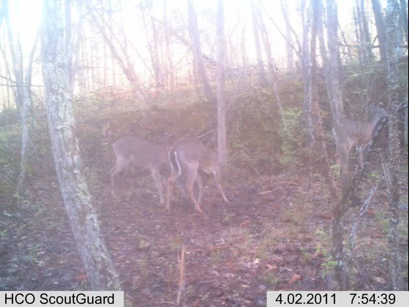 trailcam107.jpg