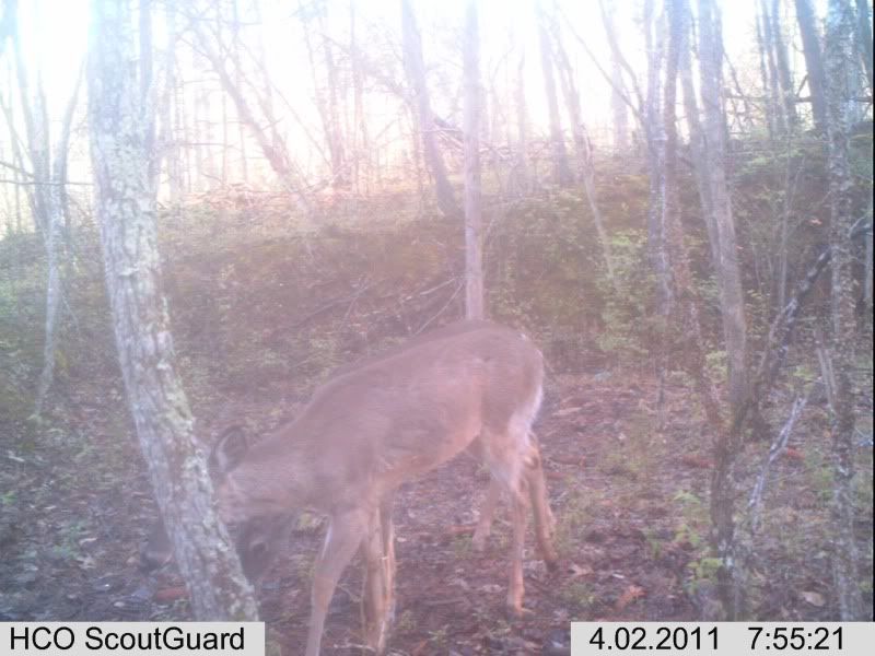 trailcam109.jpg