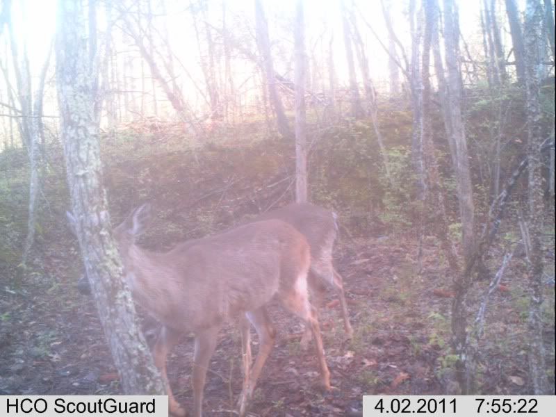 trailcam110-1.jpg