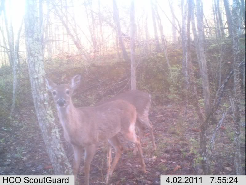 trailcam111.jpg