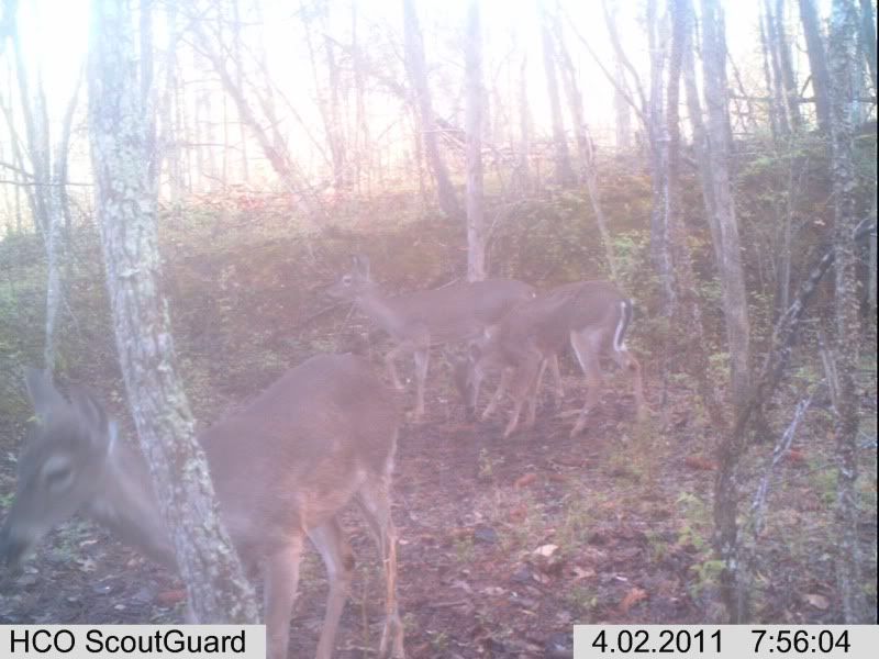 trailcam112.jpg