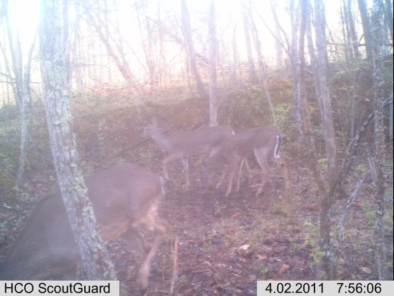 trailcam113.jpg