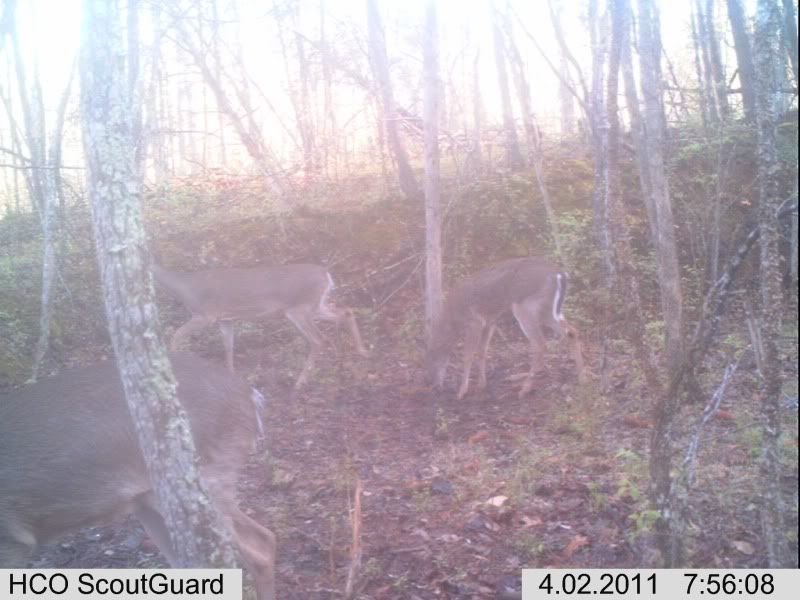 trailcam114.jpg