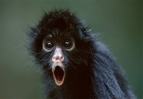 image: black-spider-monkey