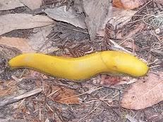 Like Sluggy, only better.