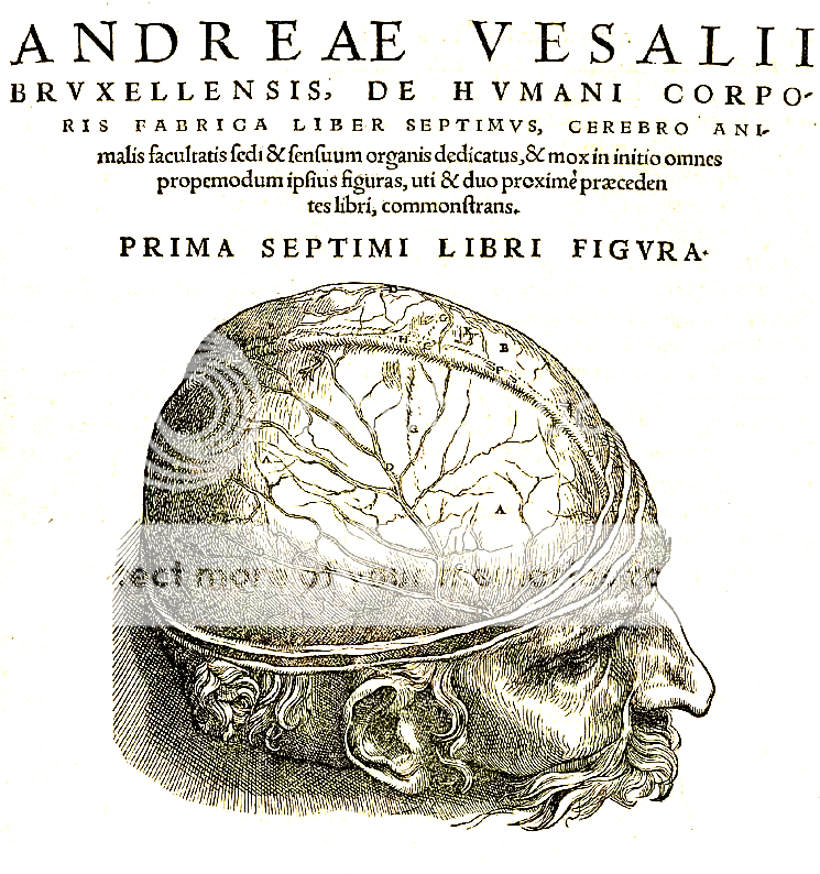  photo Vesalius_605c.png