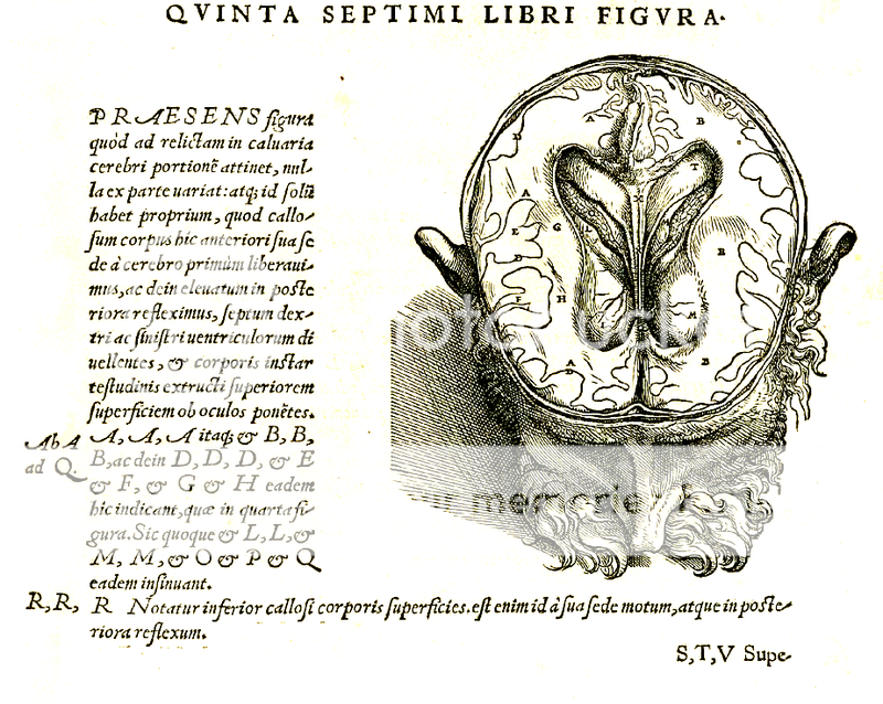  photo Vesalius_609c.png