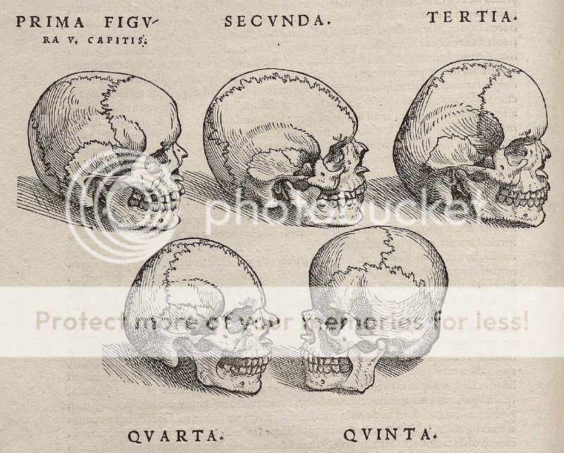  photo Vesalius_Fabrica_skulls.jpg