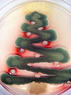 photo Xmas001.jpg